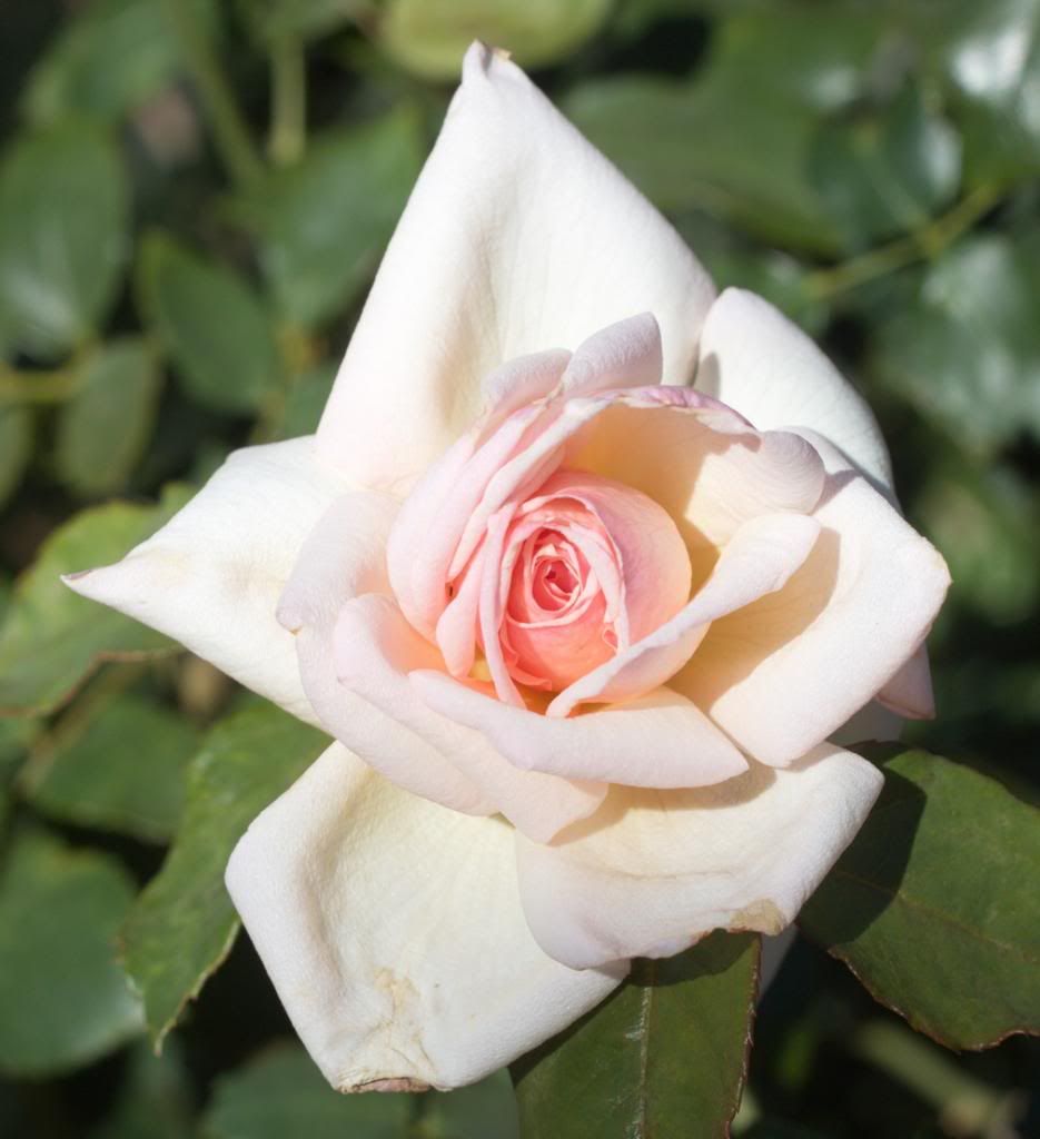 Catherine Mermet photo CatherineMermet_zps71c305c4.jpg